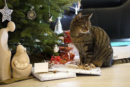 Katze unter dem Weihnachtsbaum