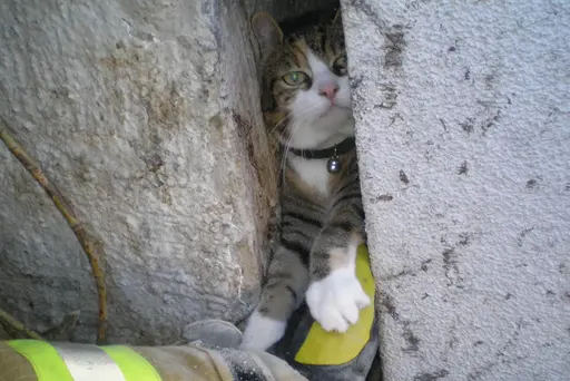 Katze im Mauerspalt