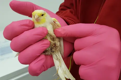 Kanarienvogel in einem insgesamt schlechten Zustand