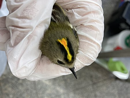 Goldhähnchen bekommt ein Medikament über den Schnabel verabreicht.