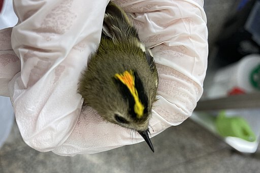 Goldhähnchen bekommt ein Medikament über den Schnabel verabreicht.