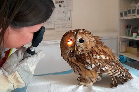 Beim Check der Augen.