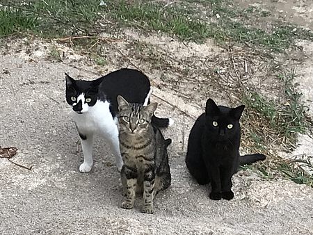 Nicht kastriert, vermehren sich Katzen unkontrolliert weiter.