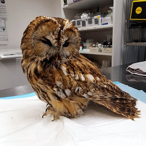 Erwachsene Waldkäuze haben eine Körperlänge von etwa 37 bis 43 Zentimetern. Die Flügelspannweite beträgt zwischen 81 und 96 Zentimetern.