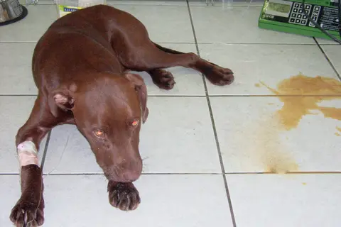 Parvovirose bei einem drei Monate alten Hund.