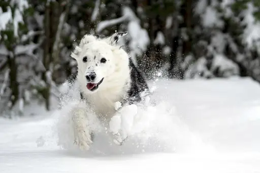 Die meisten Hunde lieben es, durch den Schnee zu toben.