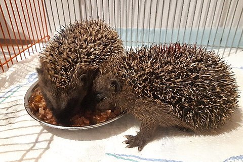 verwaiste Igeljunge verwaiste Igeljunge