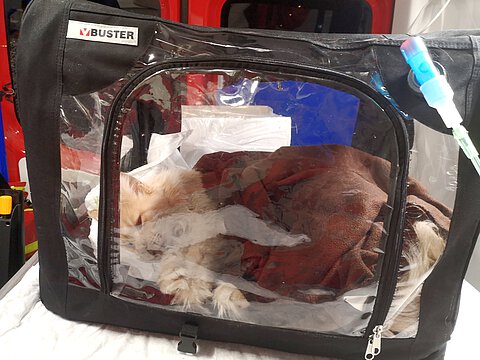 Leider hat es Kater Franz nicht geschafft Leider hat es Kater Franz nicht geschafft