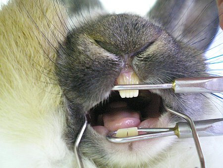 Routineuntersuchung beim Kaninchen Routineuntersuchung beim Kaninchen