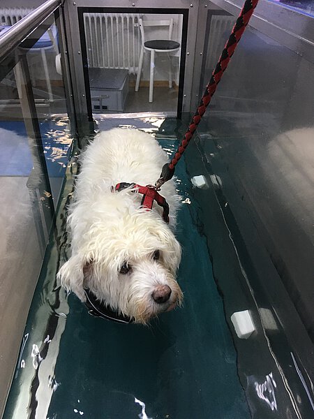 Ronja auf dem Laufband bei der Wassergymnastik. Ronja auf dem Laufband bei der Wassergymnastik.