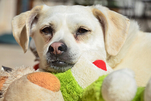 Hund mit Spielzeug