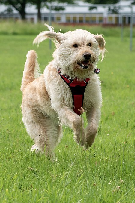 Designerhund – Labradoodle Designerhund – Labradoodle