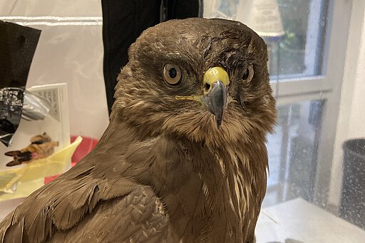 Der Mäusebussard bekam Schmerzmittel.