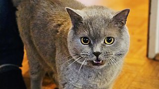 Bommel, ein Britisch Kurzhaar Kater. Bommel, ein Britisch Kurzhaar Kater.