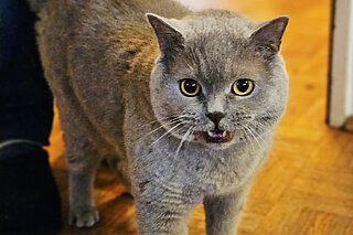 Bommel, ein Britisch Kurzhaar Kater.