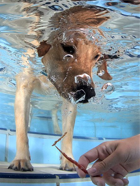 Tauchender Hund Tauchender Hund