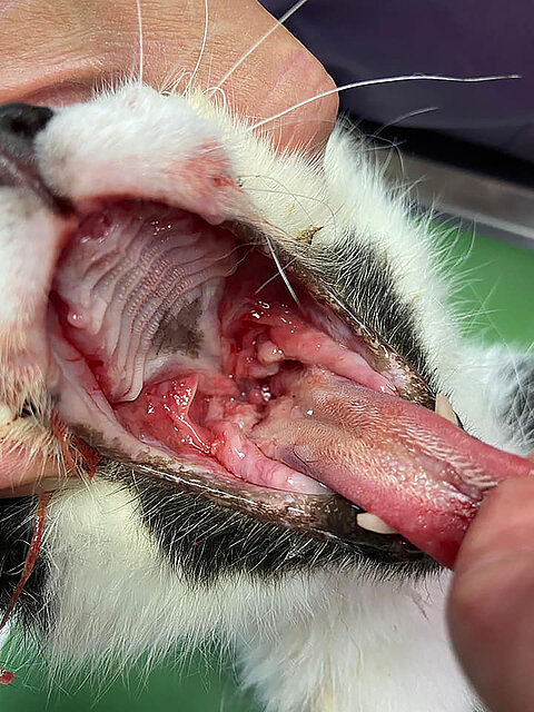 Schwere Entzündung der Maulschleimhaut einer Katze. Schwere Entzündung der Maulschleimhaut einer Katze.