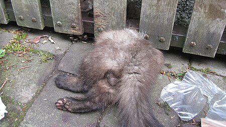 Marder in der Klemme