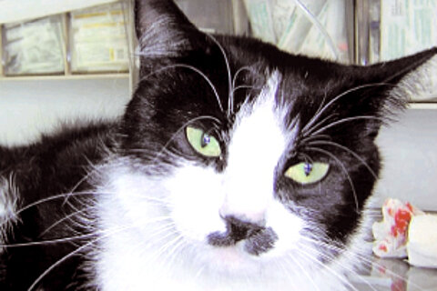 Gefährliches Katzenleben Gefährliches Katzenleben