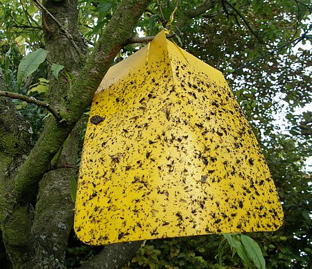 Klebefallen wie diese können auch einer Fledermaus zum Verhängnis werden. Klebefallen wie diese können auch einer Fledermaus zum Verhängnis werden.