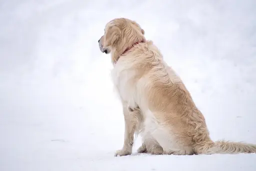 Hund sitzt im Schnee