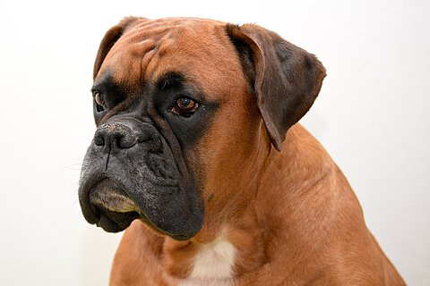 Boxer mit nicht kupierten Ohren.
