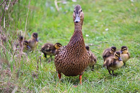 Ente mit Küken