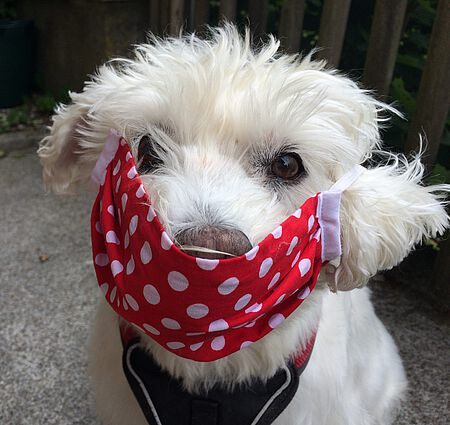 Hund Ronja mit Maske