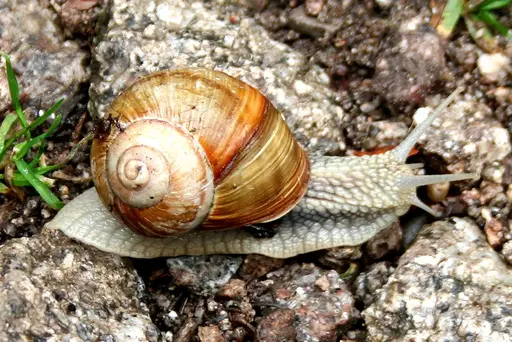 Gehäuseschnecke