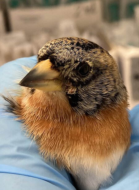 Bergfink mit Wunde und hängendem Flügel.