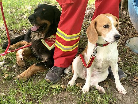 Viele verschiedene Rassen gibt es in der Rettungshundestaffel Starnberg.