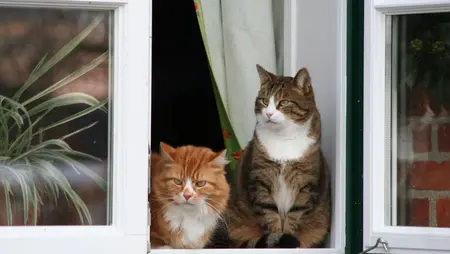 Katze hängt im Kippfenster fest
