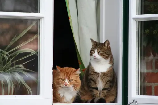 Katze hängt im Kippfenster fest