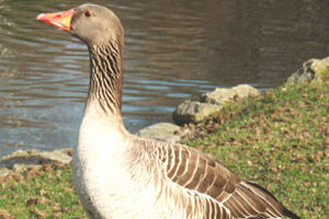 Wildvögel