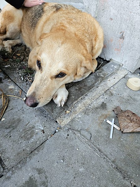 Hündin Lilo lag an der Mauer und wollte nicht mehr aufstehen.