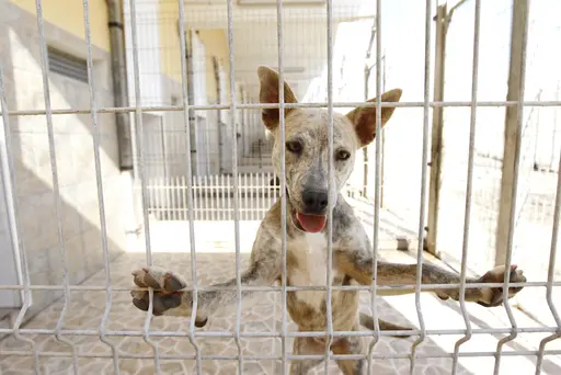 Es warten so viele Hunde in den Tierheimen auf eine neue Chance.