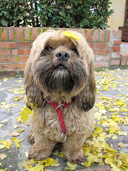 Hund Finett Hund Finett