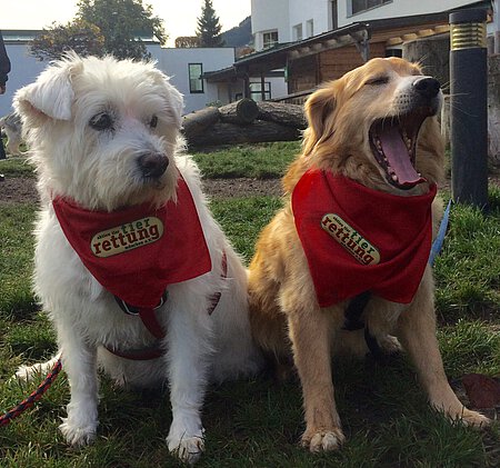 Hunde Ronja & Bela Hunde Ronja & Bela