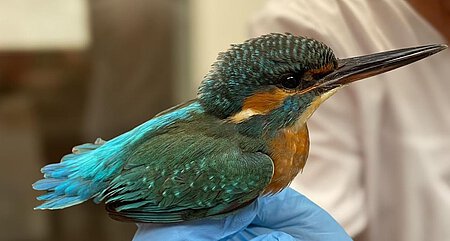 Eisvogel mit Schnabelund Augenverletzung.