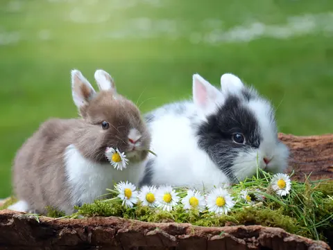 Kaninchen müssen ständig etwas zum mümmeln zur Verfügung haben.