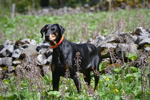 Dobermann