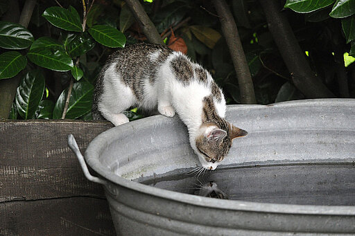 Katzen trinken gern aus fremden Näpfen.