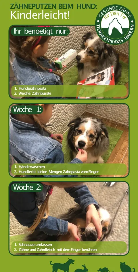 Die Tierarztpraxis Hadern gibt in ihrem Zahnputzflyer Tipps, wie man seinen Hund ans Zähneputzen gewöhnt.