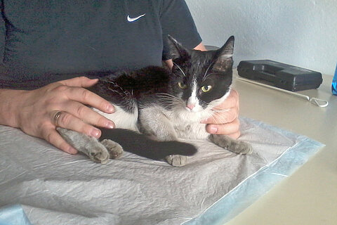 Junges Kätzchen in der Spedition Junges Kätzchen in der Spedition