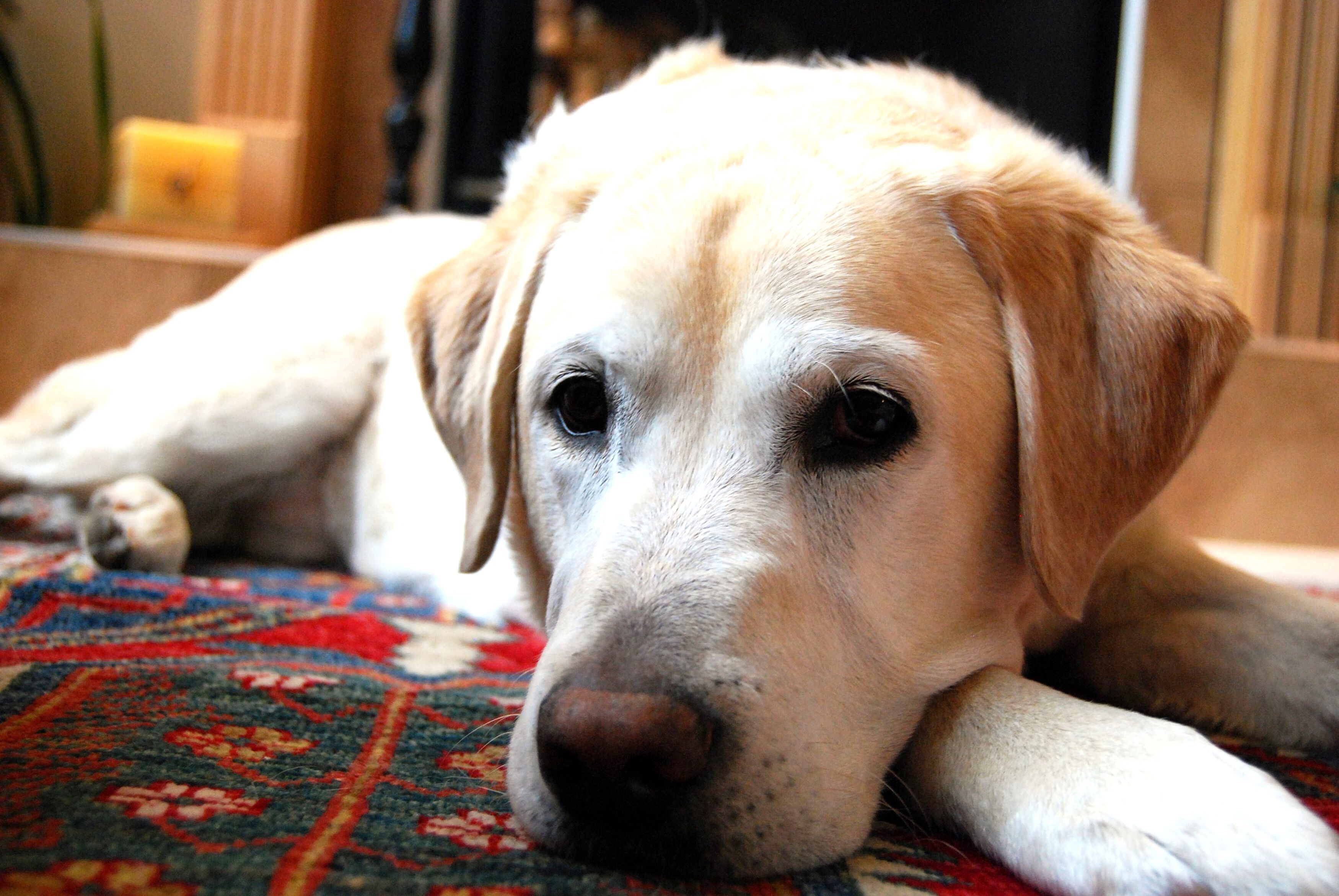 hund kann nicht alleine bleiben medikamente