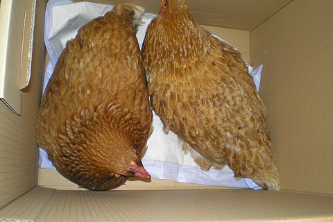 Dem sicheren Tod entkommen Dem sicheren Tod entkommen