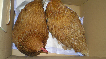 Dem sicheren Tod entkommen Dem sicheren Tod entkommen