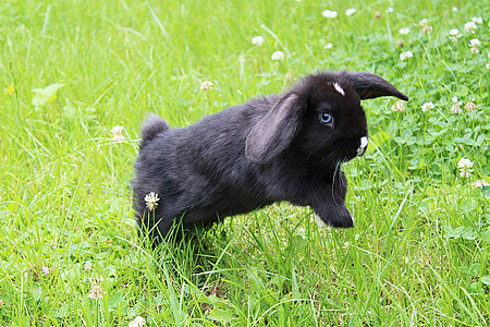 springendes Kaninchen