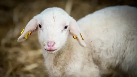 Es gibt gute Alternativen zum "traditionellen" Lammbraten zu Ostern ...