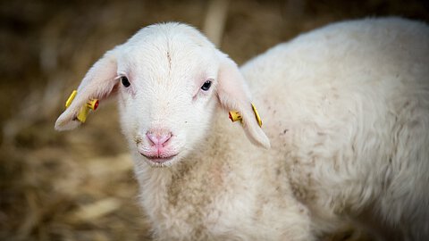 Es gibt gute Alternativen zum "traditionellen" Lammbraten zu Ostern ...